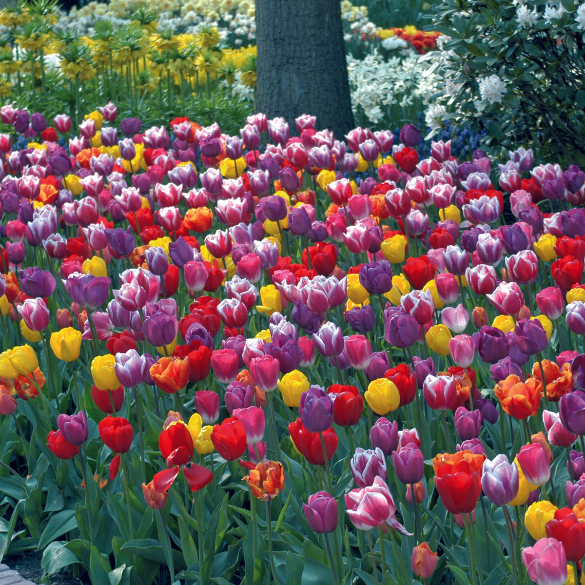 Warm Welcomes Tulip Blend featuring tulips in apricot, orange, pink, purple, and red, 18 inches tall, blooming in mid-spring.