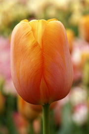 Dordogne tulips with large orange blooms on tall 24‑inch stems in late spring.