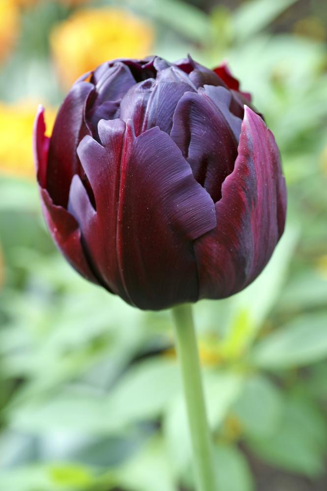 Black Hero tulips with near‑black double blooms on 18‑inch stems.