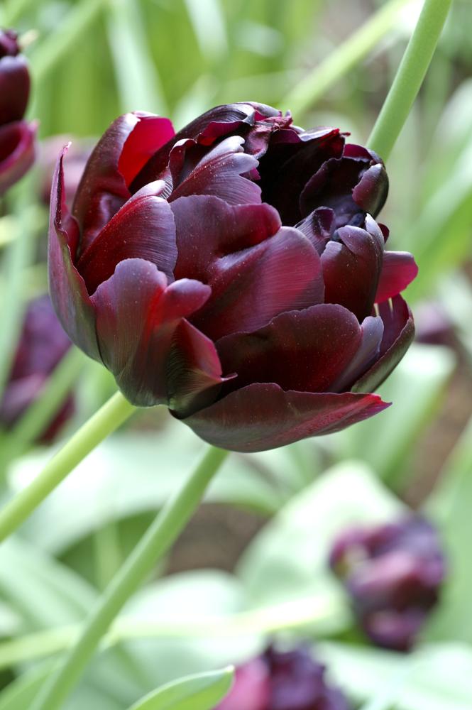 Black Hero tulips with near‑black double blooms on 18‑inch stems.