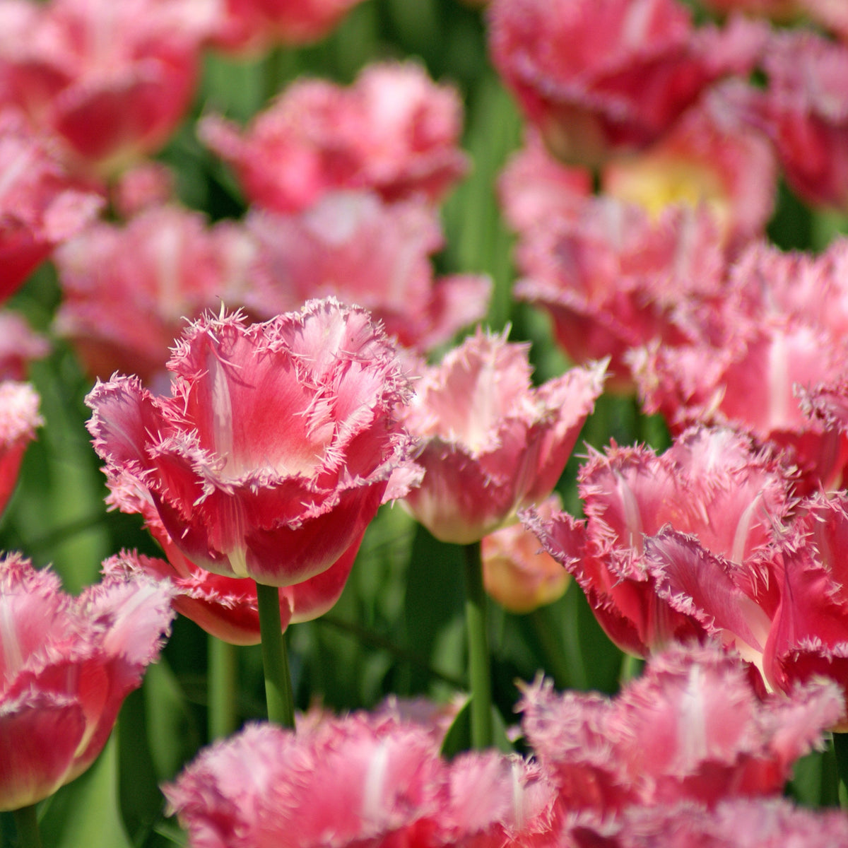 Fancy Frills tulip displaying pink petals with ivory white bases and delicately fringed edges.