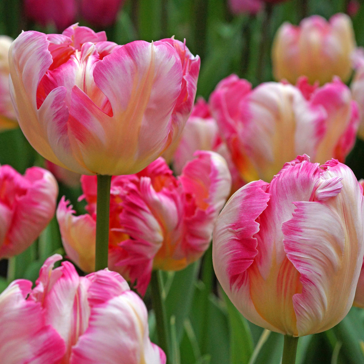 Silver Parrot tulip with large crinkled and fringed white and fuchsia-pink blossoms, blooming in late spring on sturdy 18-inch stems.