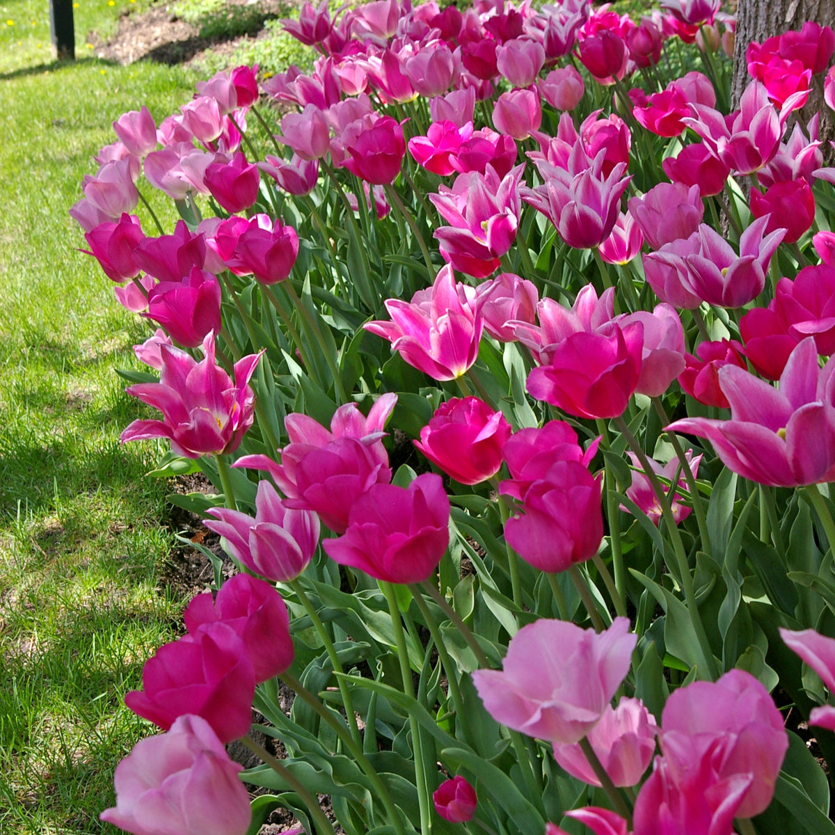 Spring Time Dance Tulip Blend featuring a mix of pink, mauve, and purple tulips, 16 to 20 inches tall, blooming from mid to late spring.