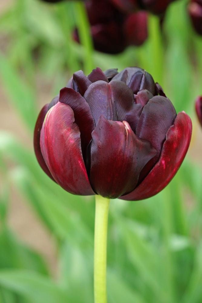 Black Hero tulips with near‑black double blooms on 18‑inch stems.