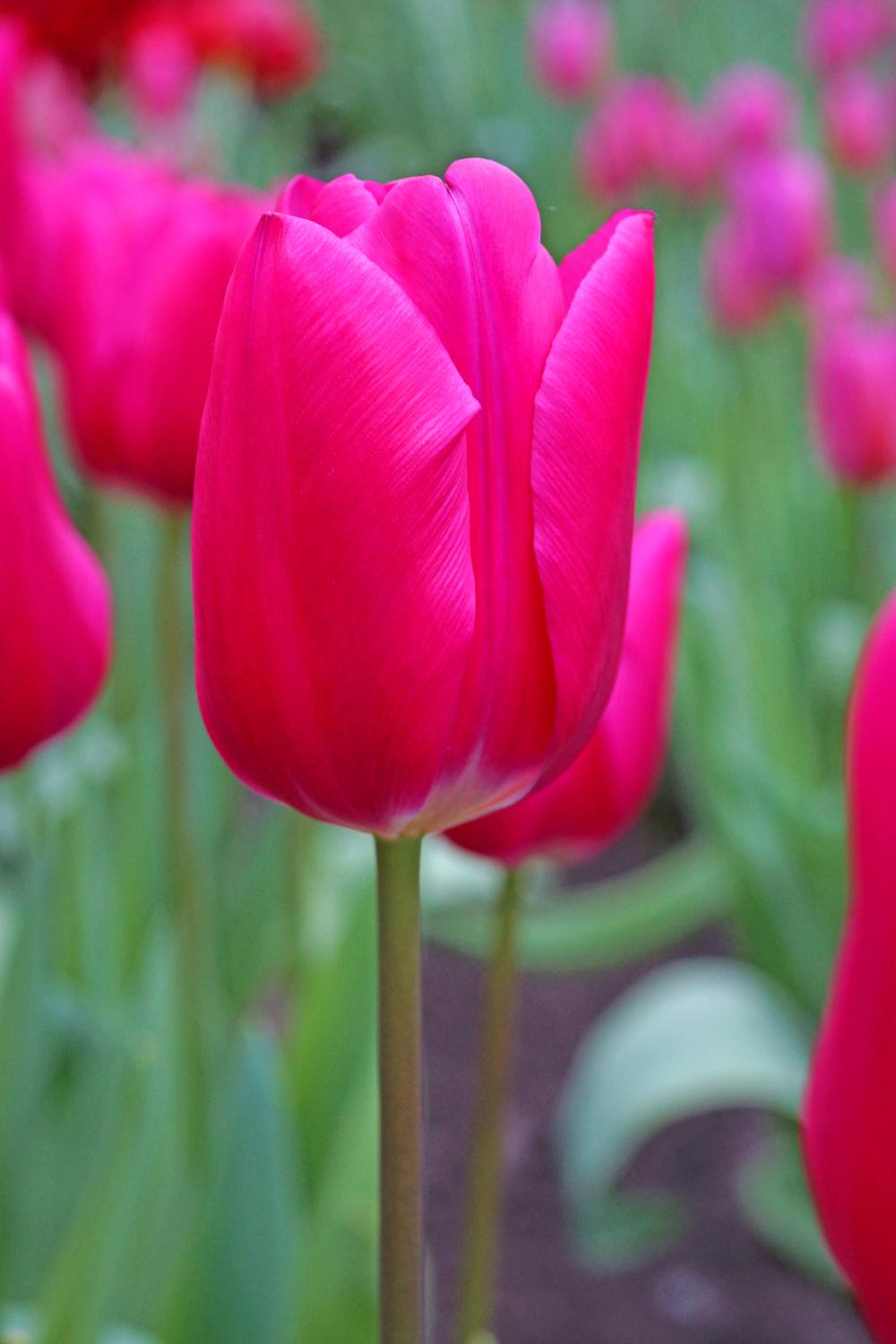 Pink Ardour tulips with fuchsia‑pink blooms and white bases on 20‑inch stems.