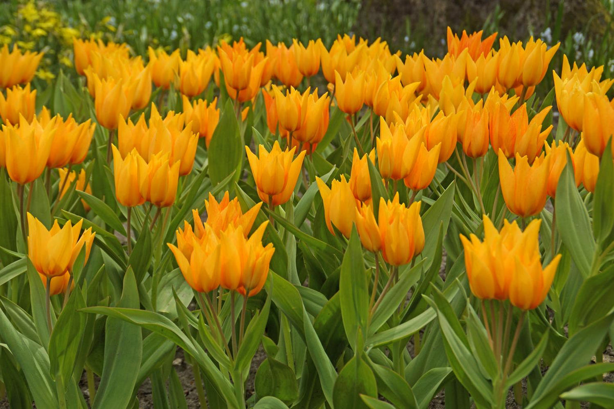Praestans Shogun tulips with multiple sunny orange blooms featuring red streaks on compact 6‑inch stems, flowering in early spring.