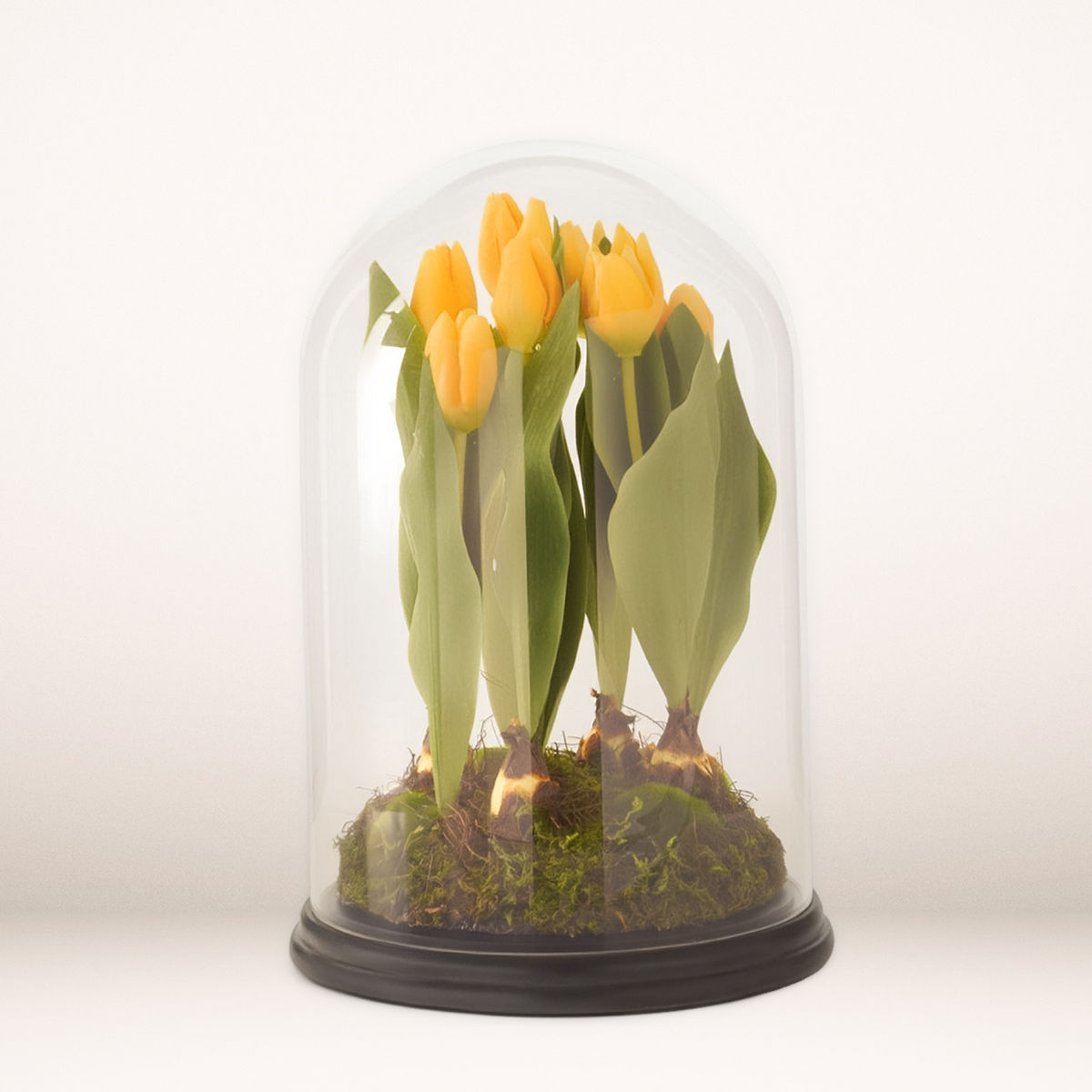 16" Yellow Tulips displayed in Glass Cloche. Shipped from Pella, IA