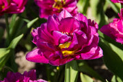 Showcase double tulips with large layered blooms on strong 12–16 inch stems in early spring.