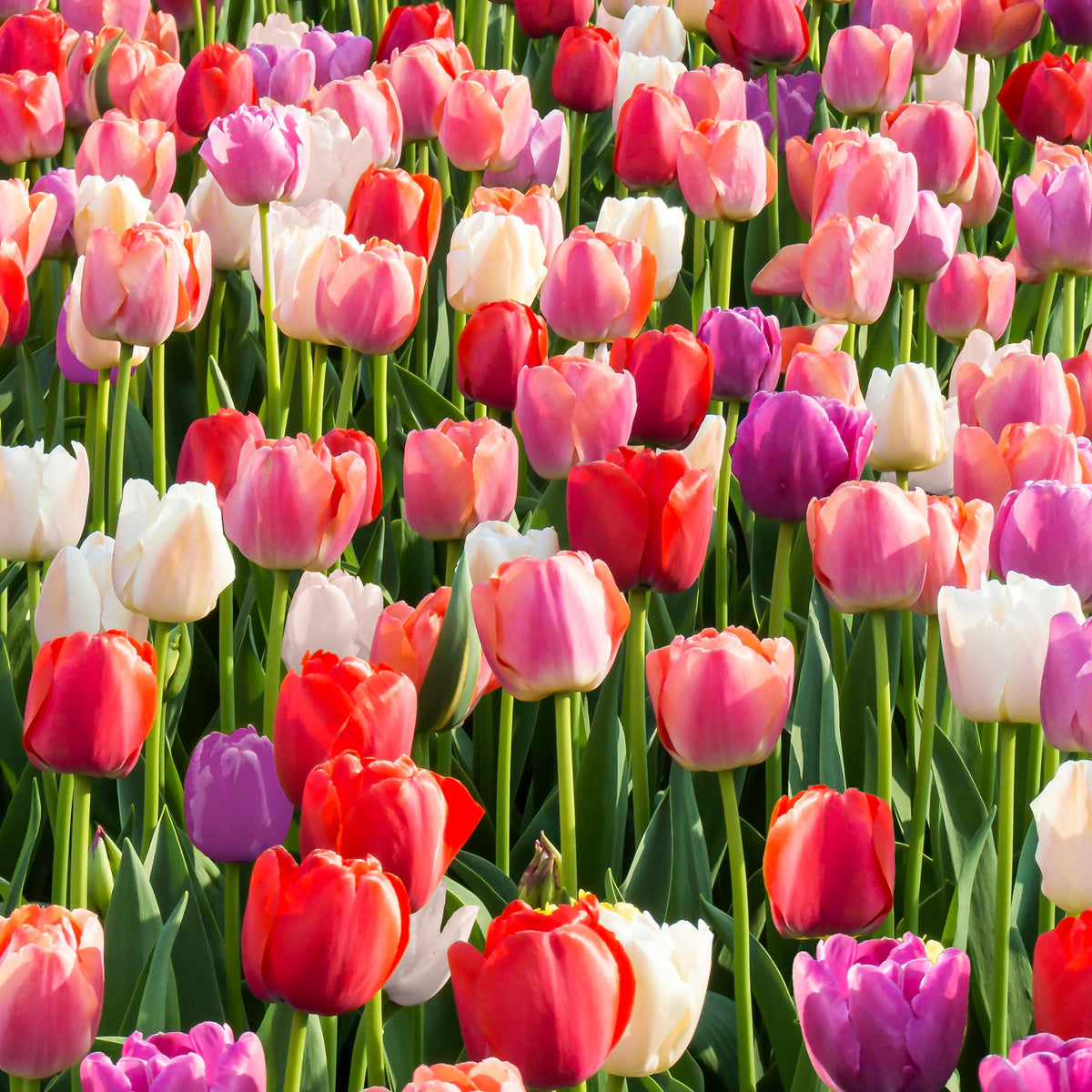 River Rainbow tulip mix with delicate, tall, and elegant flowers in a blend of soft colors on sturdy 18-inch stems, blooming in mid-spring.