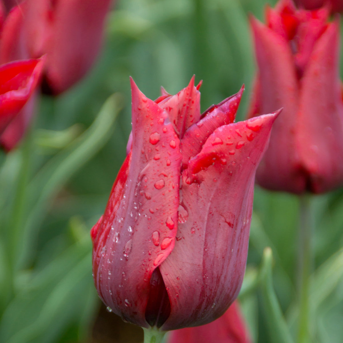 Jennie Butchart tulip with elegant scarlet red lily-shaped blooms, blooming in late spring on 16-inch stems