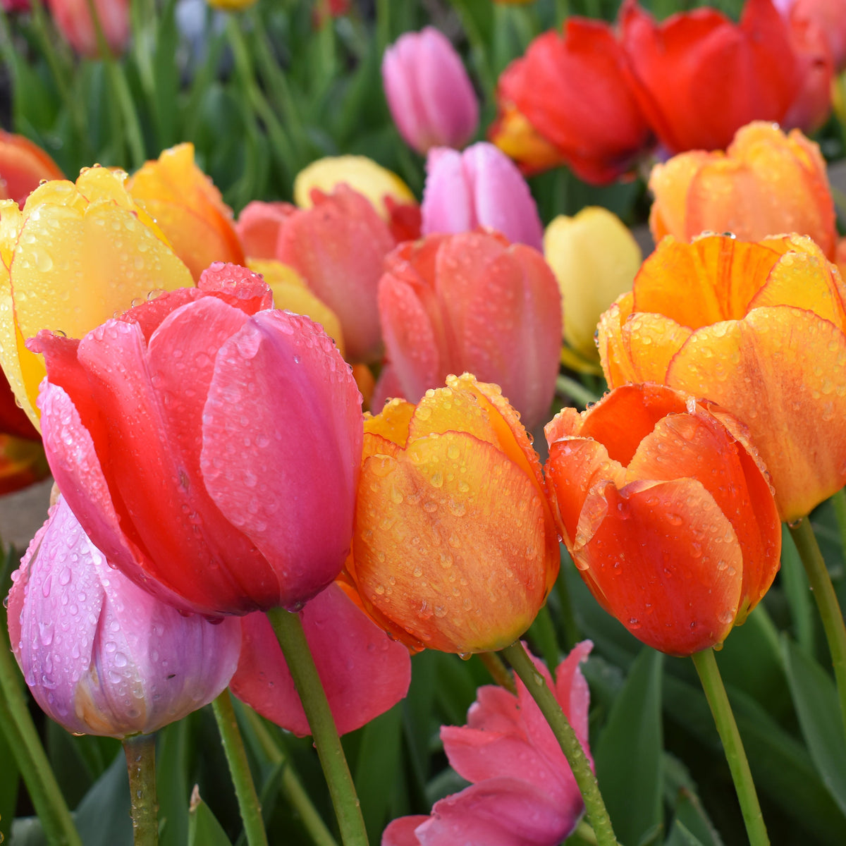 River Road Tulip Blend featuring a mix of radiant colors, 22 inches tall, blooming in mid-spring.