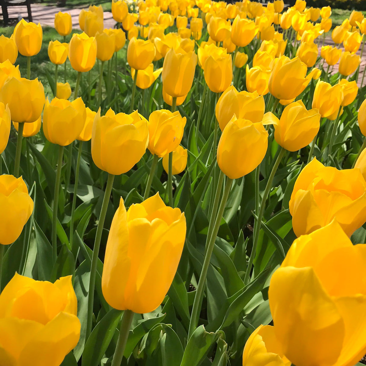 Big Smile tulip displaying large, golden-yellow goblet-shaped blooms atop sturdy, tall stems.