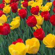 Flower Power Tulip Blend with contrasting lemon yellow and fiery red tulips, 16 inches tall, blooming in mid-spring.