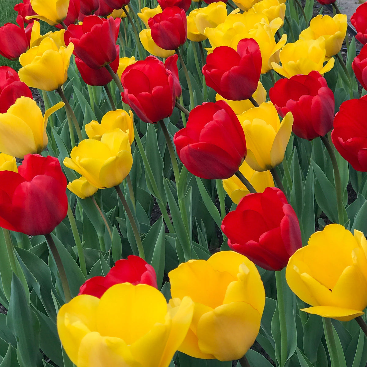 Flower Power Tulip Blend with contrasting lemon yellow and fiery red tulips, 16 inches tall, blooming in mid-spring.