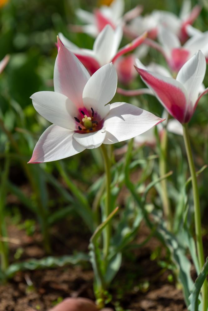 Clusiana Peppermint Stick species tulips with slender pink‑and‑white striped petals, blooming at 8 inches in early to mid‑spring.