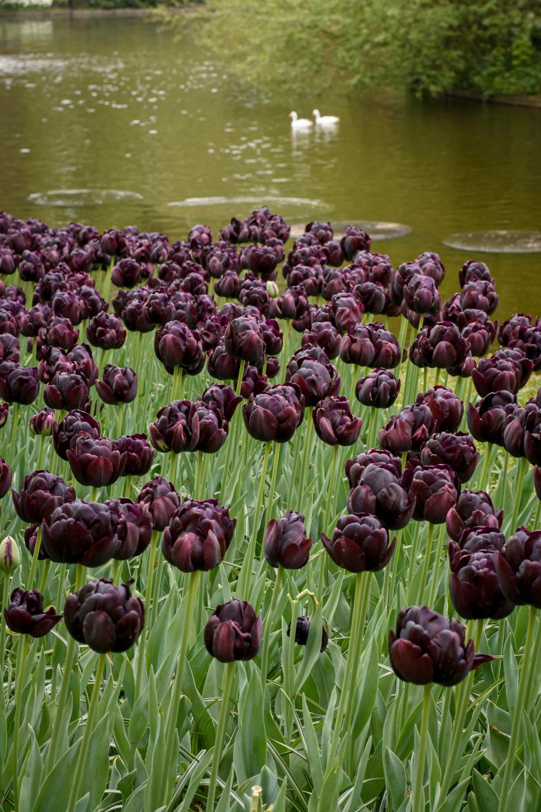 Black Hero tulips with near‑black double blooms on 18‑inch stems.