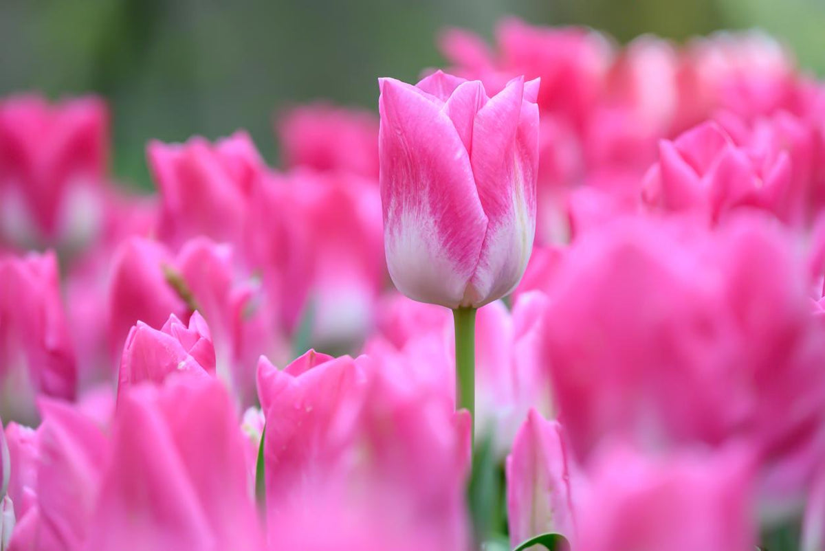 Memphis tulips with candy‑pink blooms and white bases on 18‑inch stems in late spring.