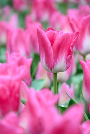 Memphis tulips with candy‑pink blooms and white bases on 18‑inch stems in late spring.
