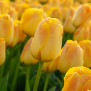 Chongming Love tulip with colossal soft apricot blossoms maturing into a vibrant combination of orange and yellow, blooming mid-spring on sturdy 22-inch stems.