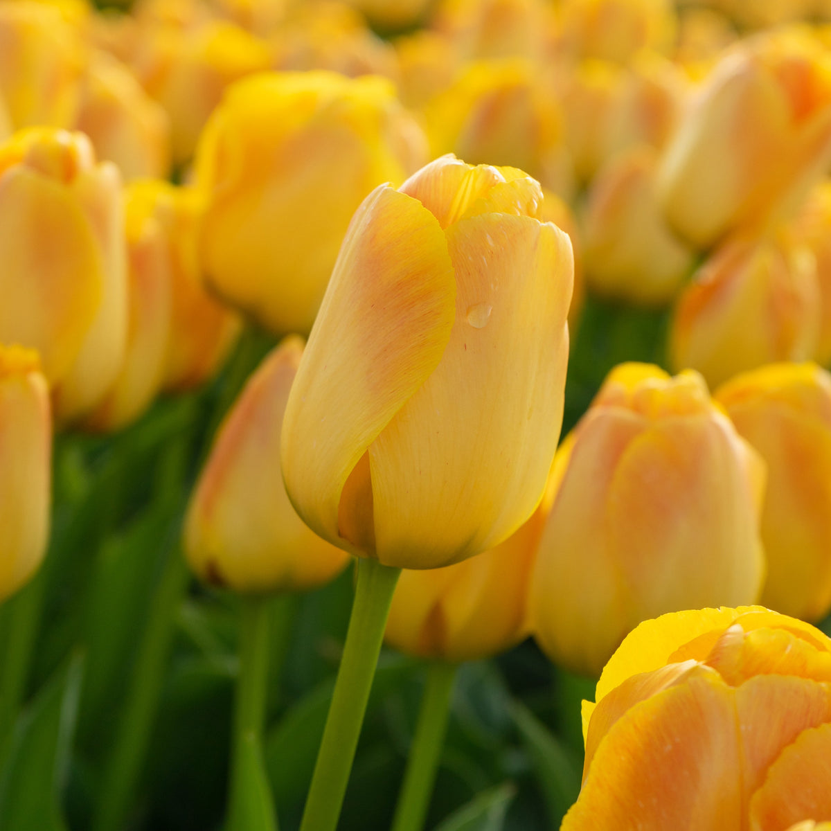 Chongming Love tulip with colossal soft apricot blossoms maturing into a vibrant combination of orange and yellow, blooming mid-spring on sturdy 22-inch stems.