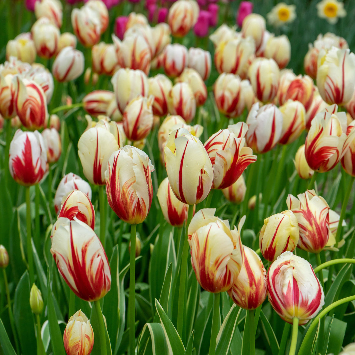 Carnaval de Rio tulip displaying large, creamy white petals adorned with bold red flames.
