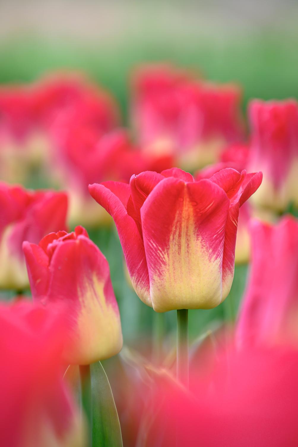Match tulips with large luminous blooms and strong 18‑inch stems in late spring.