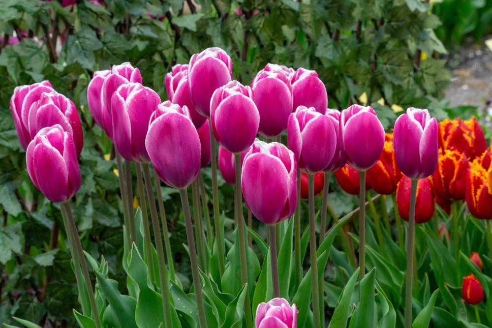 Outlook tulips with pink and white egg‑shaped blooms on 18‑inch stems.