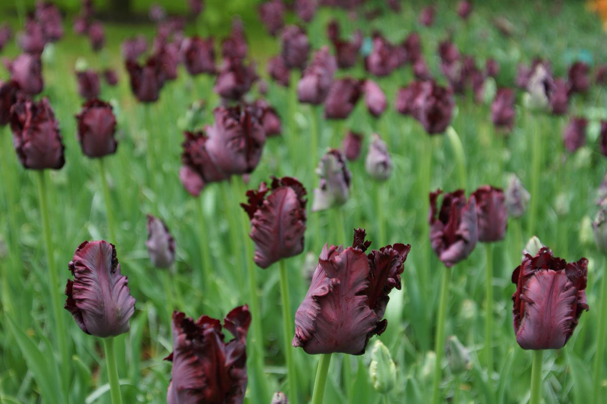 Black Parrot tulips with dark purple‑black fringed blooms on 20‑inch stems.